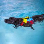 Spinlock Fido Dog Floatation Vest - Image 5