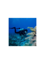 SCUBAPRO FRAMELESS GORILLA - SINGLE LENS DIVE MASKS - Image 4