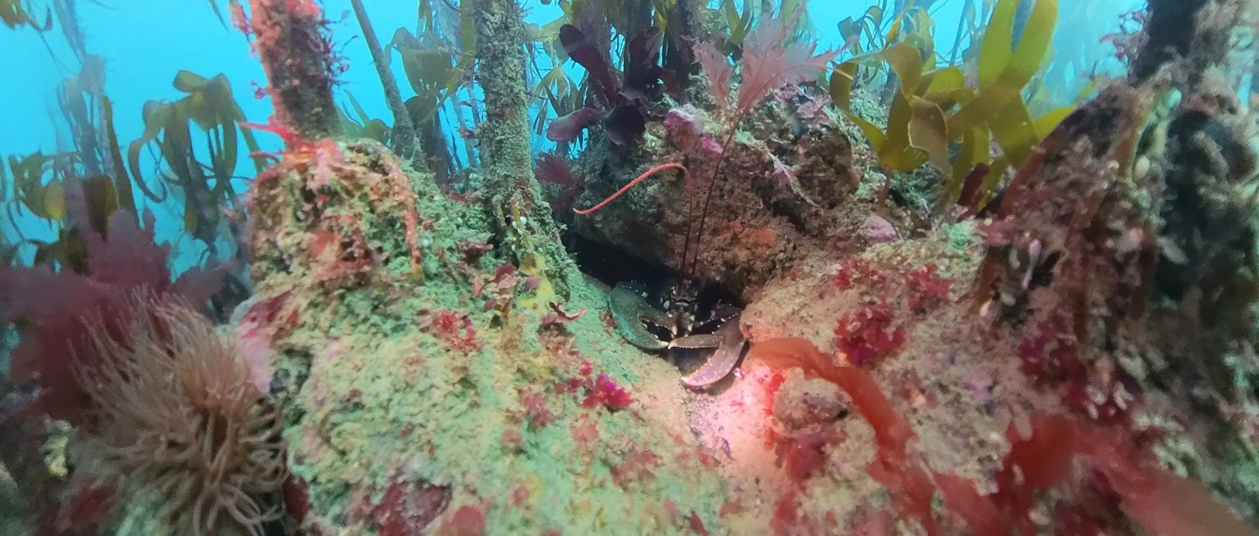 Lobster Release